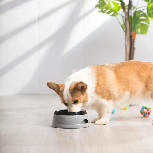 Floating Dog Bowls for Travel | Spill-Reducing Pet Bowl - Image 5